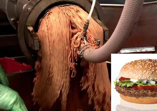 Hambúrguer do McDonalds: carne ou minhoca?